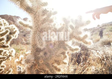 Kaktus mit Kinderhand im Hintergrund im Joshua Tree Park, Kalifornien, USA. Stockfoto