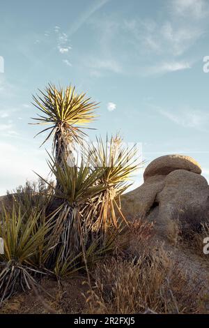 Felsen und Joshua Trees am Abend im Joshua Tree Park, Kalifornien, USA. Stockfoto