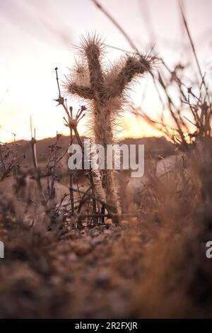 Kleiner Kaktus bei Sonnenaufgang im Joshua Tree Park, Kalifornien, USA. Stockfoto