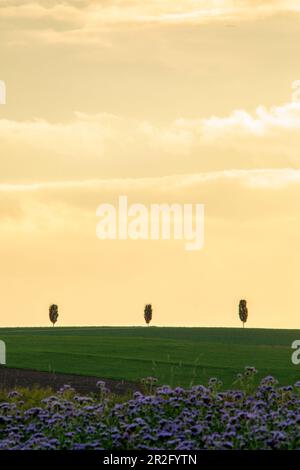 Bäume im Abendlicht bei Kemnath, Tirschenreuth, Oberpfalz, Bayern, Deutschland, Europa Stockfoto