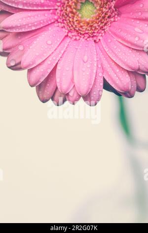 Rosa Gerbera mit Wassertropfen auf weißem Hintergrund. Makrofotografie der Gerbera-Blume. Stockfoto