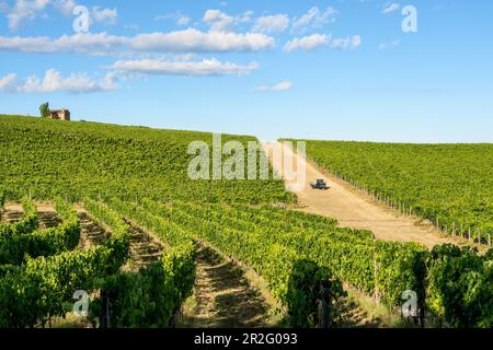 Weinberg auf dem Land an einem sonnigen Sommertag, Toskana, Italien Stockfoto