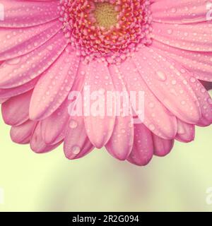 Rosa Gerbera mit Wassertropfen auf weißem Hintergrund. Makrofotografie der Gerbera-Blume. Stockfoto