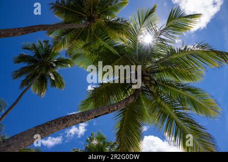 Kokospalmen am Strand, Cocos nucifera, Praia da Cueira, Boipeba Island, Bahia, Brasilien, Südamerika Stockfoto