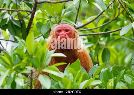 Rothaarige Uakari, weiblich, Cacajao calvus, Regenwald, Amazonas, Amazonasbecken, Amazonien, Brasilien, Südamerika Stockfoto