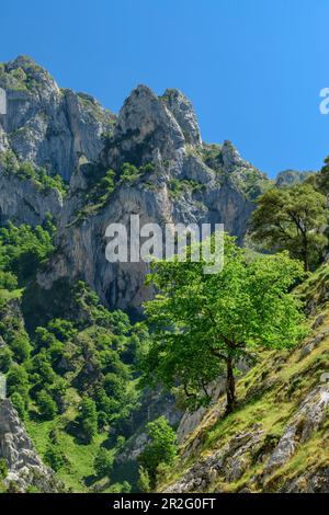 Laubbäume stehen an den steilen Flanken der Schlucht Ruta del Cares, der Schlucht Cares, Picos de Europa, des Nationalparks Picos de Europa und des kantabrischen Mountai Stockfoto