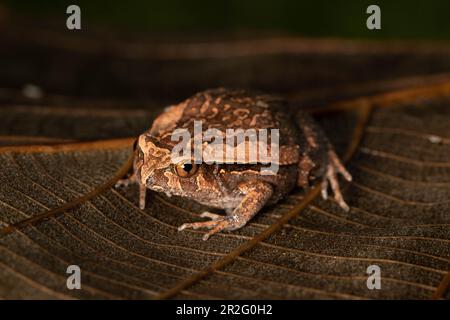 Jungfische, westliche Tomatenfrosche (Dyscophus insularis), auf Blättern im trockenen Wald von Ankarafantsika, westliches Madagaskar, Madagaskar Stockfoto