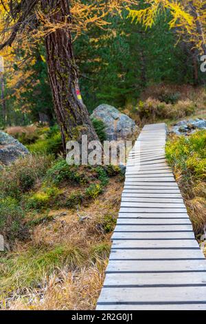 Gelbe Lärchen im Herbst am Palpuogna-See, hölzerne Fußgängerbrücke im Wald, Preda, Berguen Filisur, Kanton Grisons, Schweiz Stockfoto