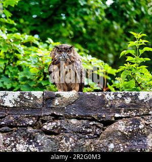 Eurasische Adlereule (Bubo Bubo), gefangen, mit Regen-nasser Gefieder, sitzt an der Wand, Greifvogelshow, Dunrobin Castle & Gardens, Golspie Stockfoto