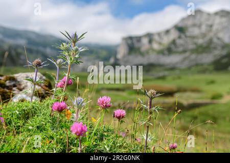 Blumenwiese mit Klee und Menschenmut, unscharfe Berge im Hintergrund, Picos de Europa, Nationalpark Picos de Europa, kantabrischer Mountai Stockfoto