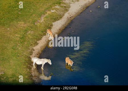 Pferde und zwei Fohlen stehen am Seeufer, Lac Roumassot, Pyrenäen-Nationalpark, Pyrénées-Atlantiques, Pyrenäen, Frankreich Stockfoto