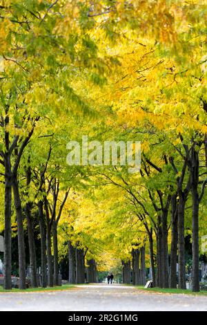 Straße mit Blumen im Herbstlaub, Zentralfriedhof, Wien, Österreich Stockfoto