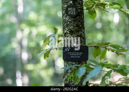 Friedwald, alternative Form der Beerdigung im Wald, Friedhof, Mülsingen, Baden-Württemberg, Deutschland Stockfoto