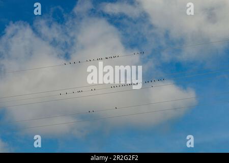 Viele Vögel sitzen nebeneinander an Stromleitungen in der Nähe von Merzig, Saarland, Deutschland Stockfoto