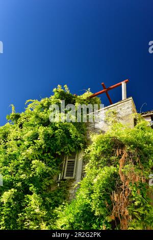 Komplett überwachsenes Haus mit Dachterrasse in Sibenik, Adria, Dalmatien, Kroatien Stockfoto