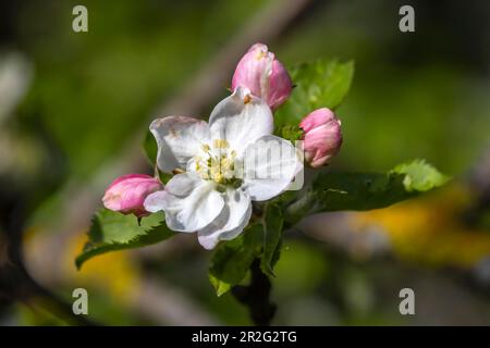 Apfelblüte, Nahaufnahme, Weilheim an der Teck, Baden-Württemberg, Deutschland Stockfoto
