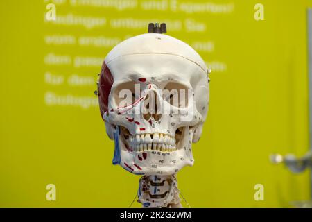Skelettvorbereitung für Biologieunterricht, menschlicher Schädel, Modell der Firma Hedinger, Didacta Schulmesse, Stuttgart, Baden-Württemberg, Deutschland Stockfoto