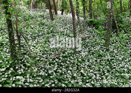 Wilde Knoblauchfelder im Wald an der Donau, Zwentendorf, Wachau, Österreich Stockfoto