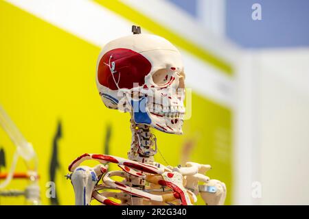 Skelettvorbereitung für Biologieunterricht, menschlicher Schädel, Modell der Firma Hedinger, Didacta Schulmesse, Stuttgart, Baden-Württemberg, Deutschland Stockfoto