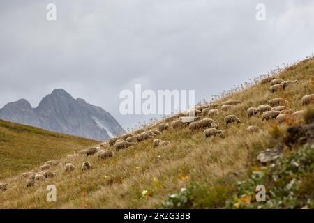 Schafe auf der Col du Galibier, Route des Grandes Alpes, französische Alpen, Frankreich Stockfoto