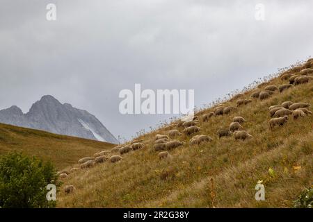 Schafe auf der Col du Galibier, Route des Grandes Alpes, französische Alpen, Frankreich Stockfoto