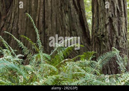 Redwood Trees, Lady Bird Johnson Grove im Redwood National Park. Kalifornien, Orick Stockfoto