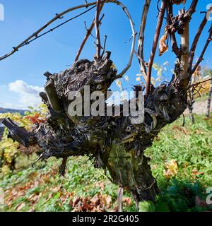 Konische Weinrebe nach der Ernte im Herbst, Bad Honnef/Rhein, Deutschland Stockfoto