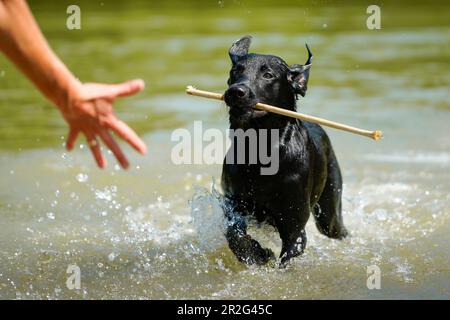 Der junge labrador hat Spaß im Bad Stockfoto
