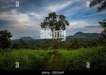 Bolaven, Plateau, Berge, Süd, Südostasien, Laos, Asien, Grün, Landschaft, Mystic Mountain Coffee, Champasak Stockfoto