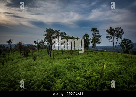 Bolaven, Plateau, Berge, Süd, Südostasien, Laos, Asien, Grün, Landschaft, Mystic Mountain Coffee, Champasak Stockfoto