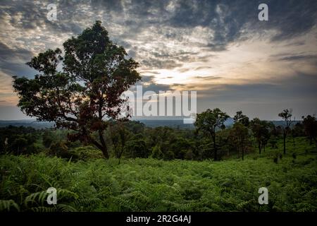 Bolaven, Plateau, Berge, Süd, Südostasien, Laos, Asien, Grün, Landschaft, Mystic Mountain Coffee, Champasak Stockfoto