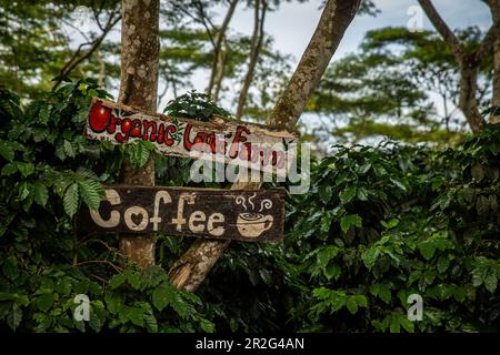 Bolaven, Plateau, Berge, Süd, Südostasien, Laos, Asien, Grün, Landschaft, Kaffee, Mystic Mountain Kaffee, Champasak Stockfoto