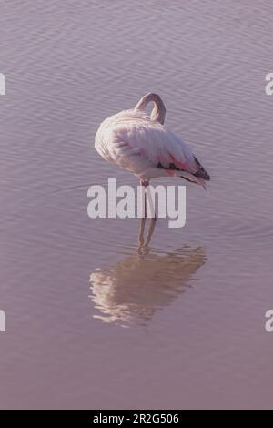 Vertikales Foto eines jungen Flamingos, das in den seichten Seen mit dem Kopf in den Federn und vor einem rosa Hintergrund reflektiert Stockfoto