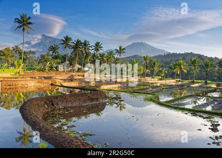 Reisfelder in Ost-Java unter Gunung Ijen in der Nähe der Kleinstadt Lijin, Java Island, Indonesien, Südostasien, Asien Stockfoto