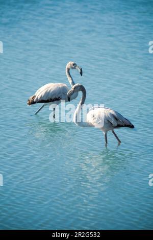 Zwei junge Flamingos laufen, einer vor dem anderen, im flachen Wasser mit Tageslicht und blauem Hintergrund Stockfoto