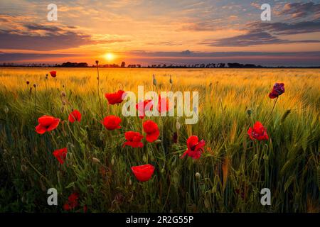 Sonnenuntergang, Sonne, Kornfeld, Mohn, Blumen, Leipzig, Sachsen, Deutschland, Europa Stockfoto