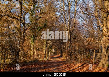 Spätnachmittag im November auf dem Andechser Höhenweg, Andechs, Oberbayern, Bayern, Deutschland Stockfoto