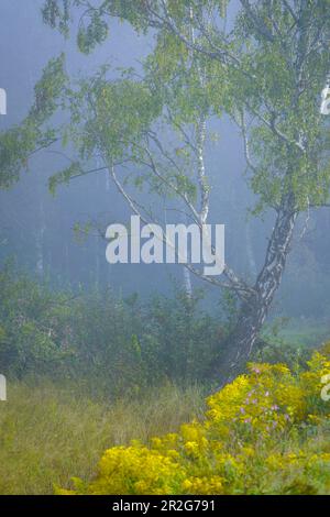 Birke im Moor an einem nebligen Spätsommermorgen, Oberbayern, Deutschland Stockfoto