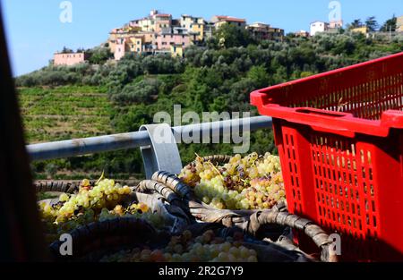 In der Nähe von S. Bernardino über Corniglia, Cinque Terre, Ostküste von Ligurien, Italien Stockfoto