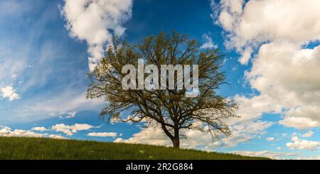 Alte englische Eiche (Quercus robur), Schwäbische Alb, Baden-Württemberg, Deutschland, Europa Stockfoto