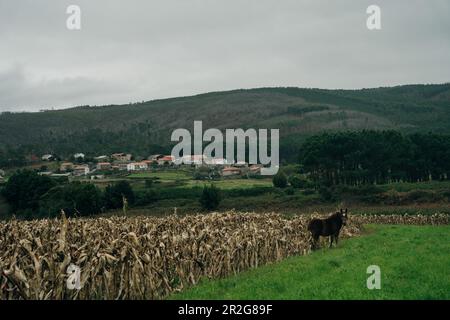 Trockenes Maisfeld in nordspanien. Hochwertiges Foto Stockfoto