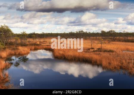 Moorsee, Herbstfarben Sandra, Viljandi, Estland. Reflexion im Wasser. Stockfoto
