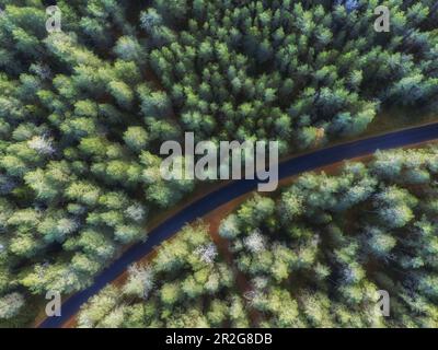 Luftaufnahme, einsame Straße im Wald, Kurve. Virve, Harju, Estland, Baltische Staaten. Stockfoto