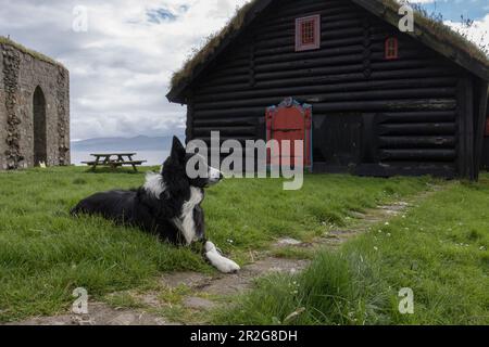Hund vor dem Holzhaus, Border Collie. Kirkjubour, Streymoy, Färöer. Stockfoto