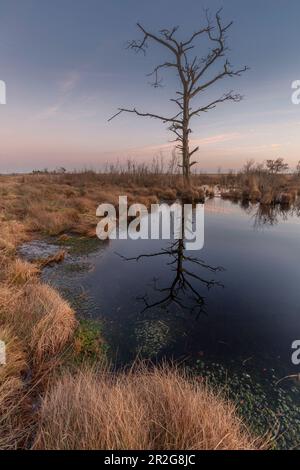 Toter Baum am Moorsee, Goldenstedter Moor, Vechta, Niedersachsen, Deutschland. Reflexion. Stockfoto