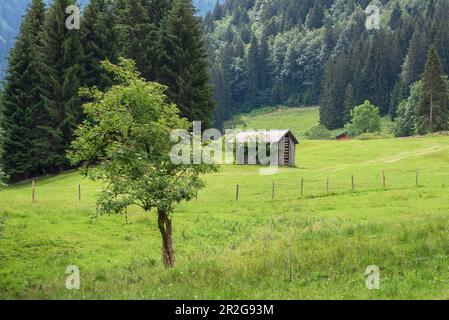 Haystacks auf der alpinen Wiese, Oberstdorf, Allgäu, Bayern, Deutschland Stockfoto
