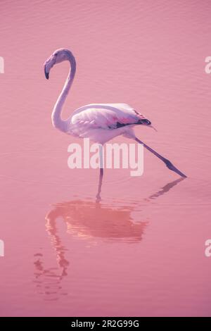Junger Flamingo, der sich anmutig die Beine in flachem Wasser mit pinkfarbenem Hintergrund streckt Stockfoto