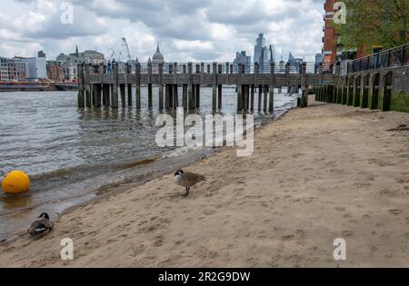 Nach London. GROSSBRITANNIEN - 05.17.2023. Allgemeiner Blick auf die Themse. Ein Sandstrand am Südufer der Themse. Stockfoto