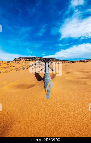 Verwitterter Wermut-Ranch-Zaun; Coral Pink Sand Dunes State Park; Utah; USA Stockfoto