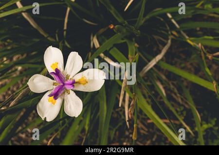 Blick aus einem hohen Winkel auf eine blühende Irisblume im Garten Stockfoto
